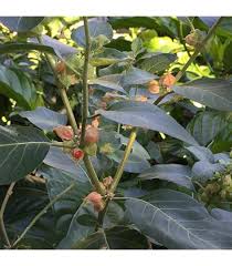 Image result for Cyphostemma kilimandscharicum