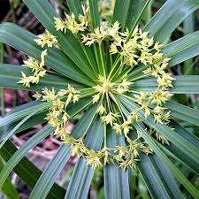 Image result for Cyperus amabilis