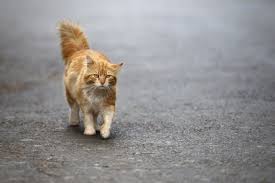 Sokak kedilerinin ortalama ömrü 3 ila 5 yıl arasındayken, ev kedilerinin ortalama yaşam süreleri 10 yılın üzerindedir. Sokak Kedileri Ne Yer Heykedi