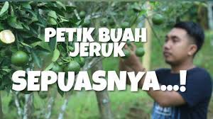 Maybe you would like to learn more about one of these? Wisata Petik Jeruk Aik Bukak Lombok Indonesia Youtube