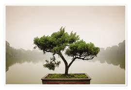 From 4x6 to 23x33 inch; Japanischer Bonsai Im Zen Garten Poster Online Bestellen Posterlounge De