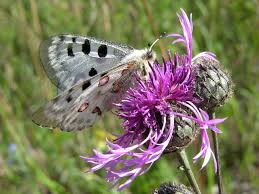 Image result for Parnassius apollo