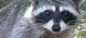 I don't know if they will treat an apartment. After Raccoon Found In Electrified Trap B C Spca Issues Reminder About Illegal Pest Control Attempts Georgia Straight Vancouver S News Entertainment Weekly