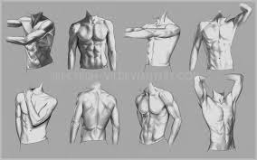 It kind of hooks down like this. Anatomical Study Torso By Spectrum Vii On Deviantart