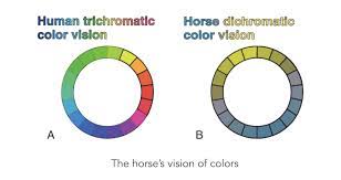6 Questions We Ask Ourselves About Our Horse S Sight Equisense Blog