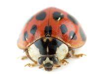 Best pest solutions is locally owned & operated. Affordable Pest Solutions Rodent Control Exterminator More