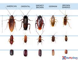 what does a cockroach look like roach identification guide