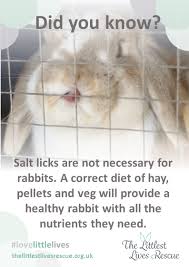 Get them health checked regularly by a qualified. Shepps Rescue Posts Facebook