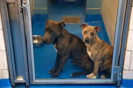 There are many no kill shelters and rescue groups in the houston area. Dallas Animal Services Chasing No Kill Status Doesn T Want To Hold Your Missing Dogs As Long
