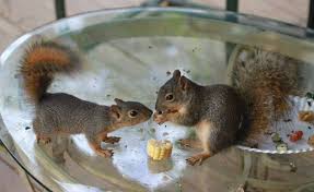 Pin On Squirrels