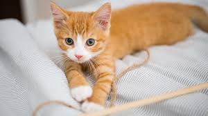 Consider adopting an older cat. Kitten Development From 6 Months To 1 Year
