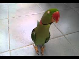 21 hours ago · มีอะไรใหม่ใน #นกแก้วโม่ง. Alexandrine Parakeet à¸™à¸à¹à¸ à¸§à¹‚à¸¡ à¸‡à¸«à¸£ à¸­à¸¡à¸°à¸«à¸¡à¸² 2 Youtube