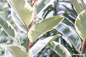 The leaves are oblong to oval, 8 to 12 inches long and in various colors of dark green. Rubber Fig Ficus Elastica How To Plant And Grow Indoors Propagation Plantopedia