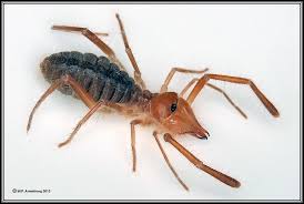 Pholcidae, or daddy longlegs can bite, but the fangs are too small to get past the skin. Arthropods 2