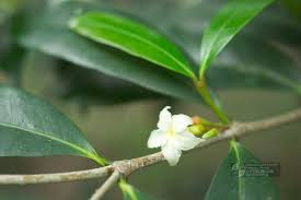 Image result for Mascarenhasia