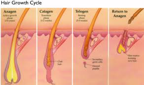 You just tip your head upside down and massage your scalp, you can do this with wet or dry hair. Stages Of The Hair Growth Cycle My Hair Doctor Prescription Haircare