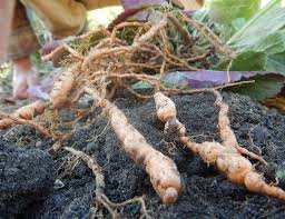 Image result for Scleria rehmannii