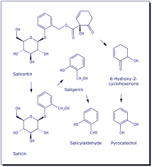 Image result for Dovyalis hispidula