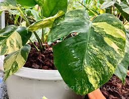 Monstera Deliciosa Borsigiana Aurea Variegata Monstera Monstera Deliciosa Plant Leaves