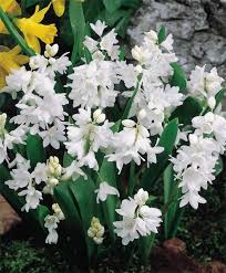 We did not find results for: Puschkinia Scilliodes Var Libanotica Alba Puschkinia Flower Bulb Index Bulb Flowers Trees To Plant Garden Bulbs