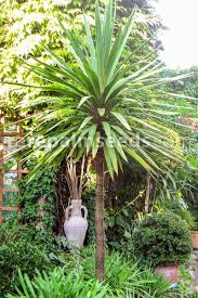 Image result for Cordyline australis