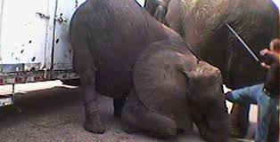 Suffering in US Circuses Exposed - Stop Circus Suffering
