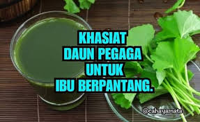 Have you ever seen pegaga leaves. Khasiat Daun Pegaga Untuk Ibu Jom Hamil Bersama Furmon Facebook