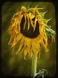 Autumn Sunflower Photography Wilted Flowers Sunflower Art