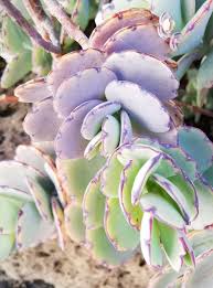 Image result for Kalanchoe fedtschenkoi