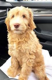 Since it b ackcrossed back to the poodle, it is called an f1 b. 250 Best Labradoodle Puppy Love Ideas In 2021 Labradoodle Puppy Labradoodle Puppies