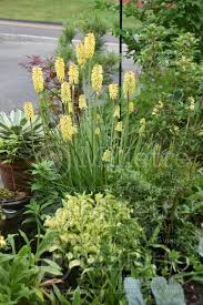 Maybe you would like to learn more about one of these? Kniphofia Candlelight Aka Candle Light Torch Flower Poker