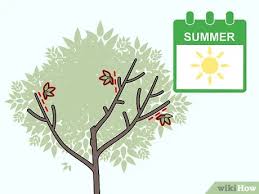 Peaches, cherries, apricots and anything with a pit). How To Prune Apricot Trees With Pictures Wikihow