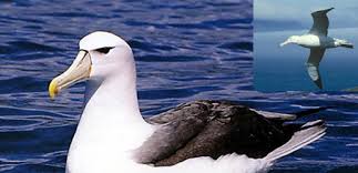 Ucarken Uyuyabilen Kus Albatros Insan Ve Hayat Dergisi