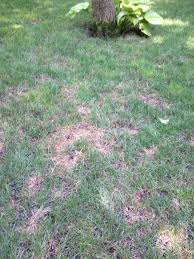 Read on for some of the most effective ways to treat brown spots in your yard caused by your dog's urine How To Treat Lawn Fungus During The Humid Months Huntington Ny Patch
