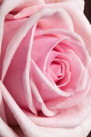 We did not find results for: Pastel Pink Pink Roses Background Flower Background Iphone Beautiful Roses