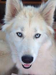 xena half siberian half malamute malamute animal photo samoyed