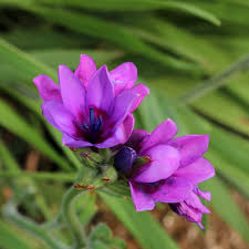 Image result for Babiana