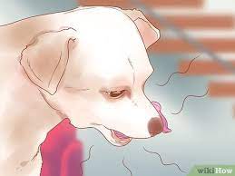 Keep in mind that a dog's normal temperature is warmer than humans. How To Know When Your Dog Is Sick With Pictures Wikihow