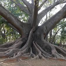Image result for Ceiba
