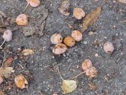 Whether it's identifying the mushrooms like the inky cap, that tend to pop up in the yard from time to time, or for picking the cream of the crop wild mushrooms to try out in a new recipe, questions about the types of mushrooms growing wild continue to be popular. Stinky Fruit Outside My Window