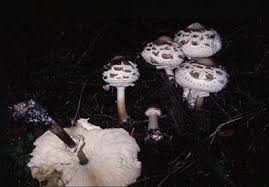 Pilzseite Pilz Des Monats Rotkappe