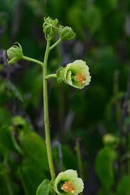 Image result for Pavonia burchellii