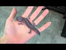 Pin On Furry Friends