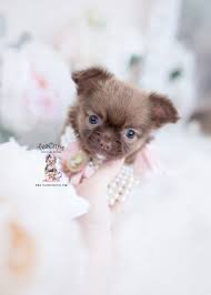 Chihuahua puppies for sale, chihuahua puppies are popular thanks to their tiny frames and lively attitudes. Teacup Chihuahuas And Chihuahua Puppies For Sale By Teacups Puppies Boutique Teacup Puppies Boutique