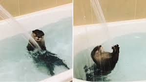 Turn water into a new play space so babies can move and explore freely. Pampered Pet Otter Plays Under Stream Of Water As Owner Gives Him A Bath Daily Mail Online