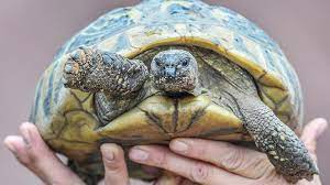 Gras fressen sie normalerweise überhaupt nicht aber alles was auf einer wiese wächst, darf gefüttert werden. Haustierinfo Landschildkroten Zdftivi