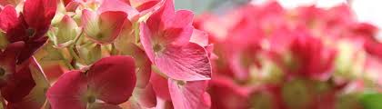 Jackson is located in mississippi. Jackson Florist Jackson Ms Flower Shop Green Oak Florist