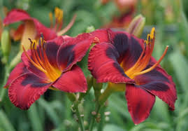 Cream pink with triple eyes of lavender mauve and charcoal above celery green throat. Pin On Daylilies In My Garden