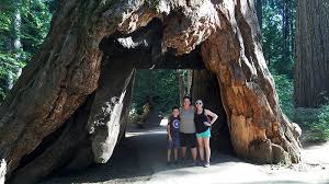 Maybe you would like to learn more about one of these? Exploring The Calaveras Big Trees State Park North Grove Trail