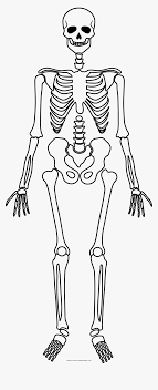 Search through 623,989 free printable colorings at getcolorings. Skeleton Coloring Page Scheletro Halloween Da Stampare Hd Png Download Transparent Png Image Pngitem